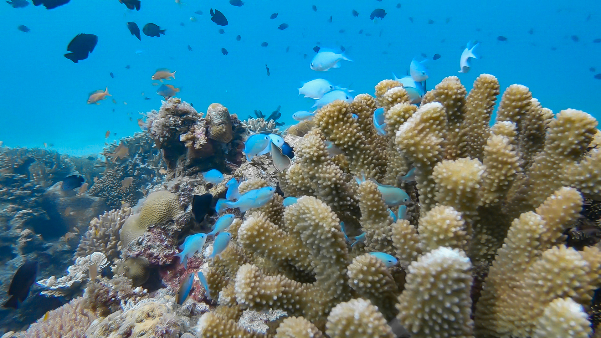 Bohol Diving - Diving Bohol