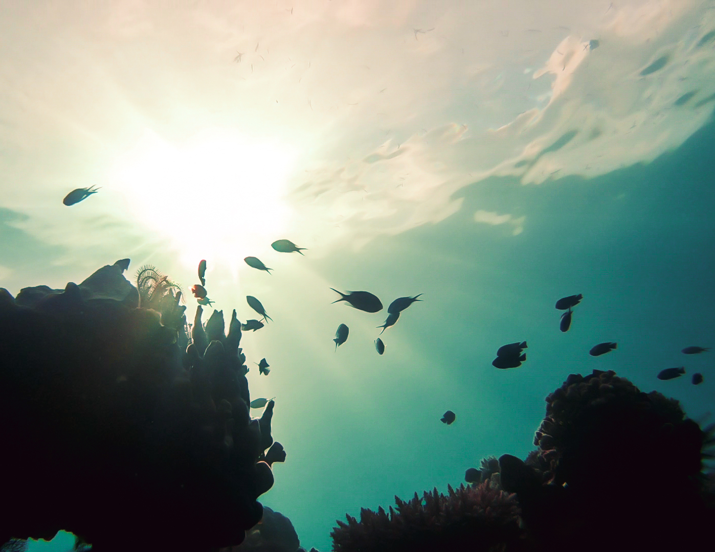 Bohol Diving - Diving Bohol