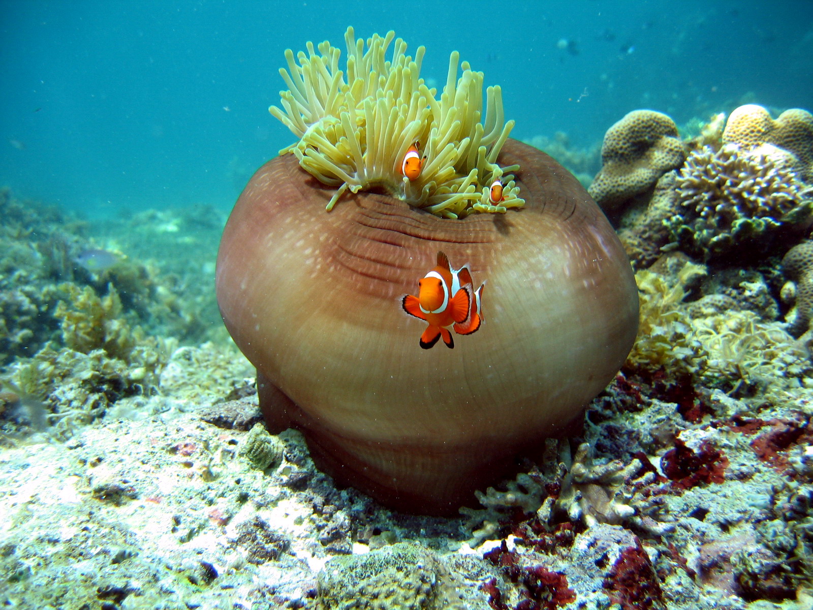 Bohol Diving - Diving Bohol