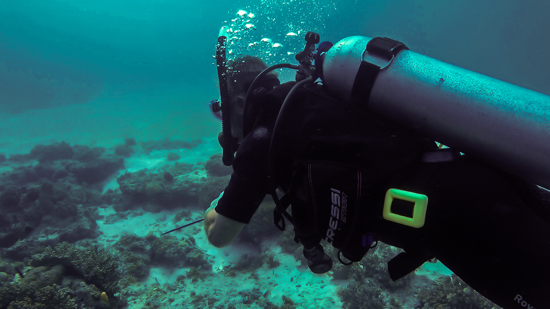 Pamilacan Diving - Diving Pamilican