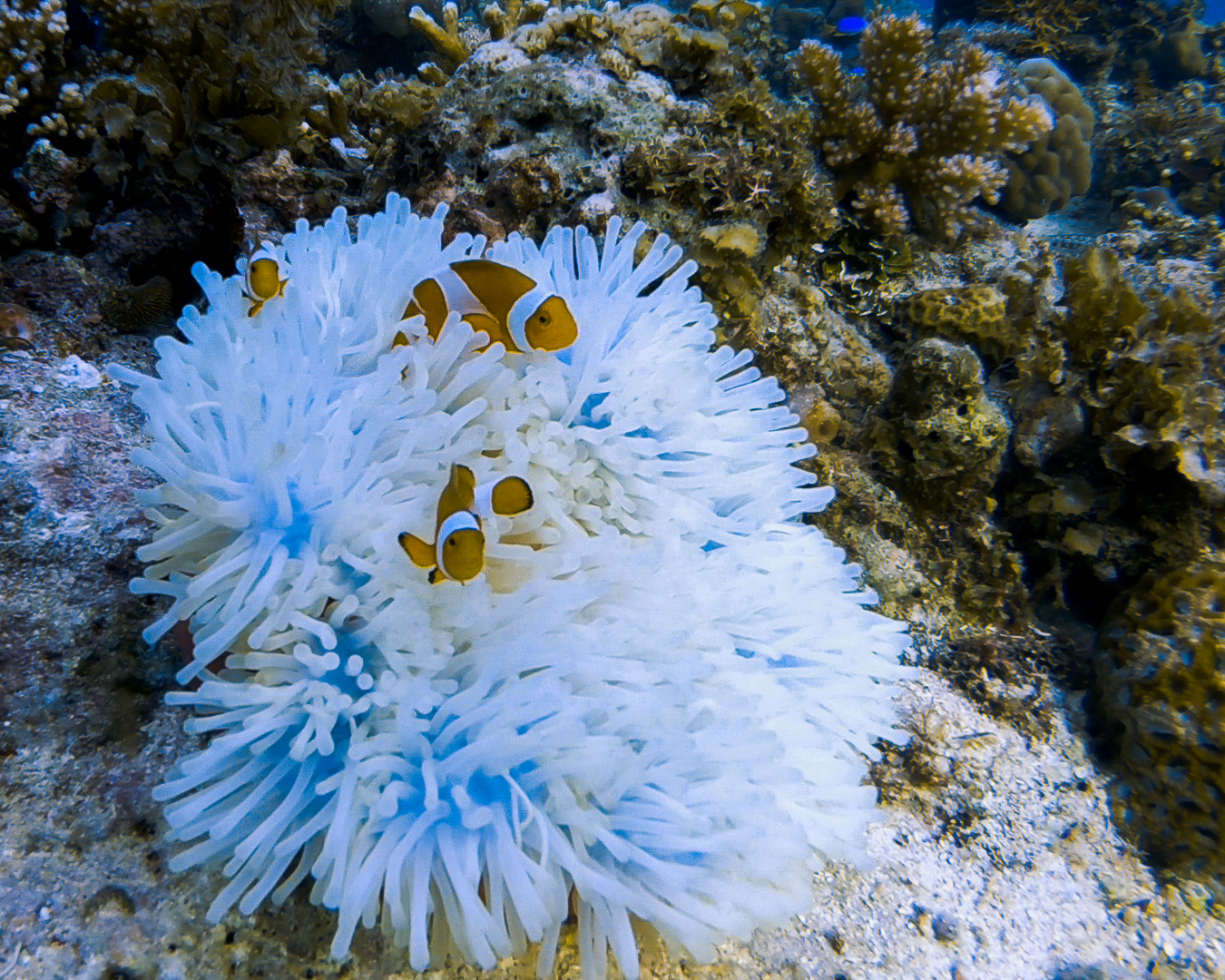 Bohol Diving - Diving Bohol