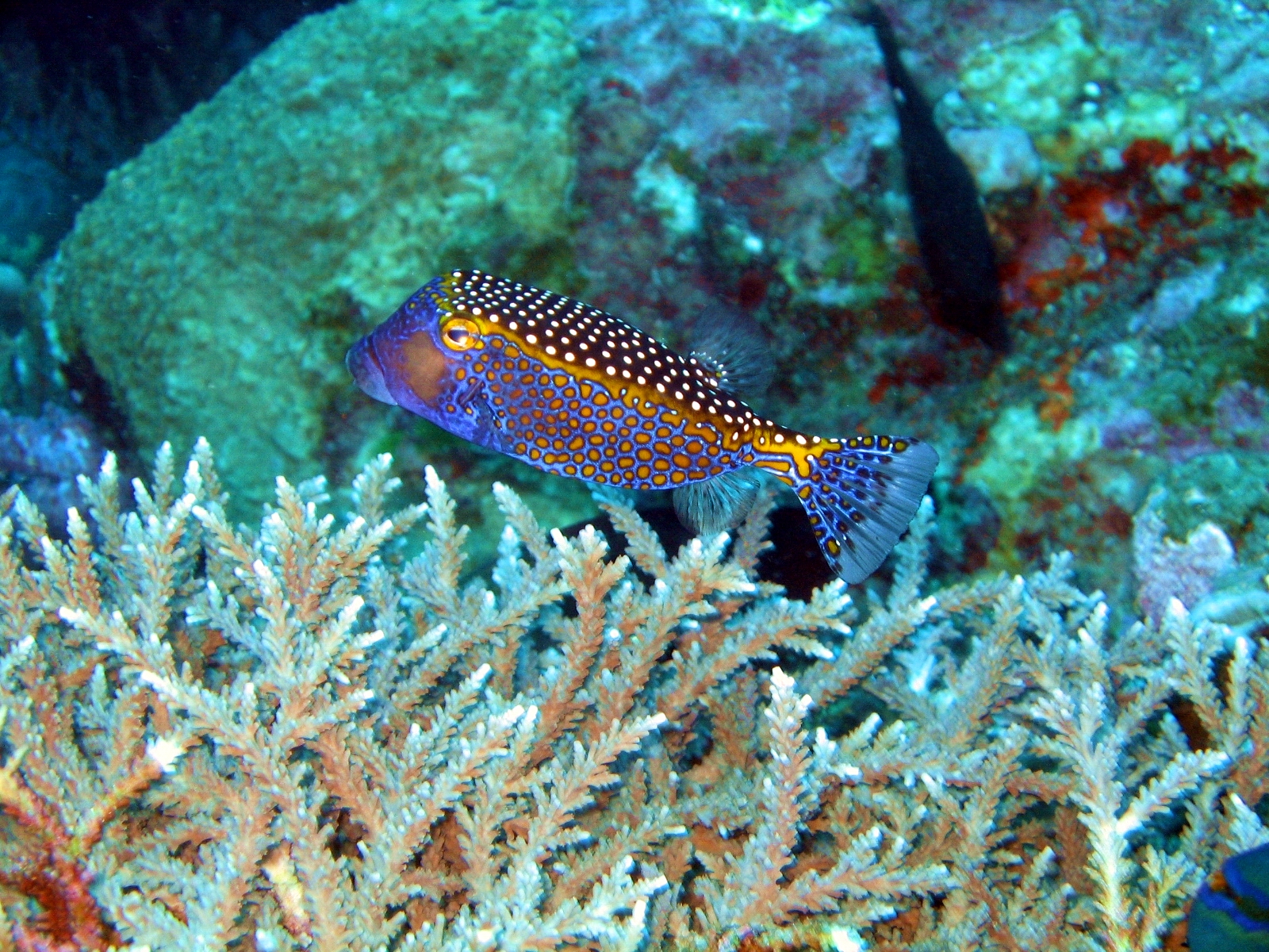 Bohol Diving - Diving Bohol