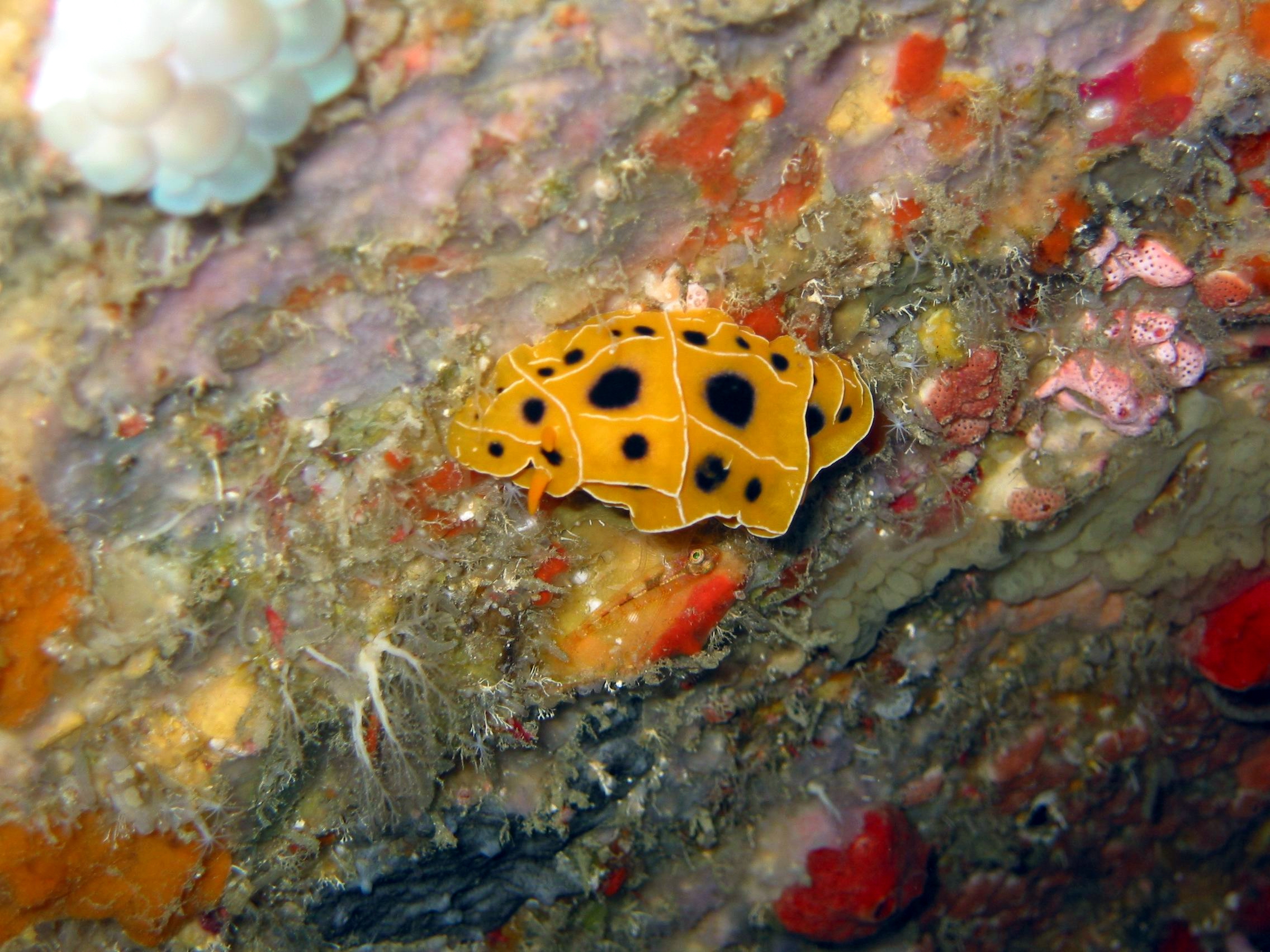 Bohol Diving - Diving Bohol