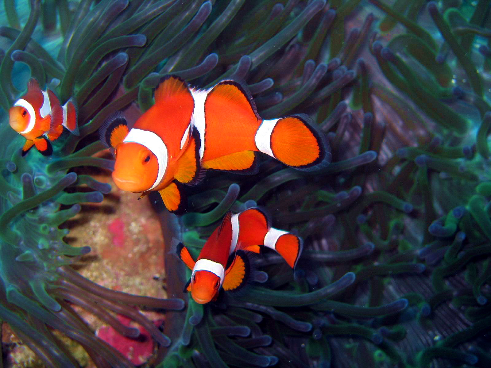 Bohol Diving - Diving Bohol