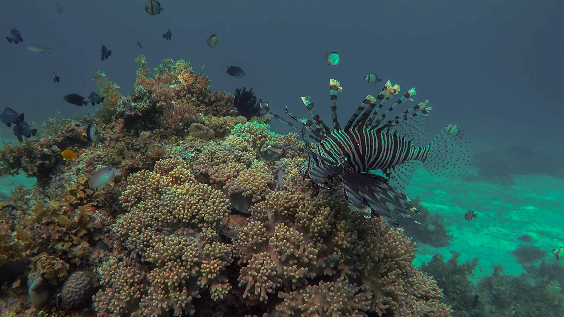 Bohol Diving - Diving Bohol