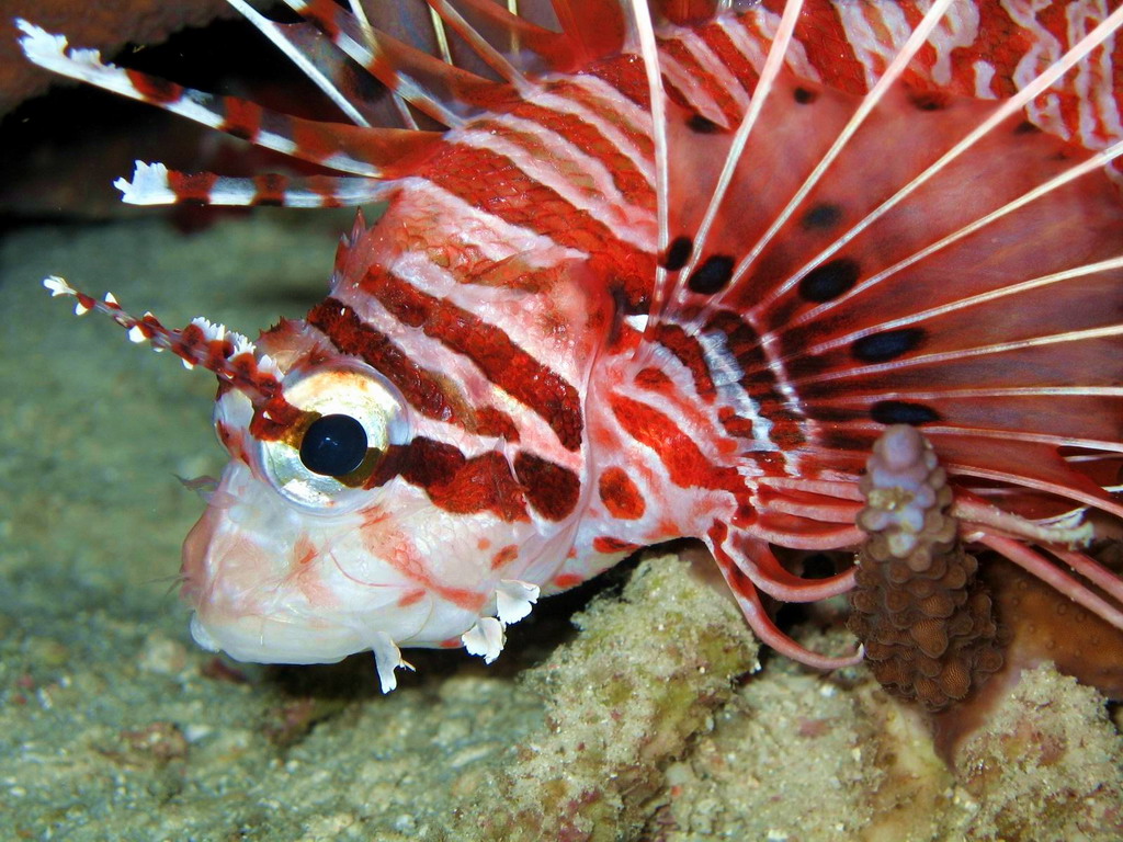 Bohol Diving - Diving Bohol