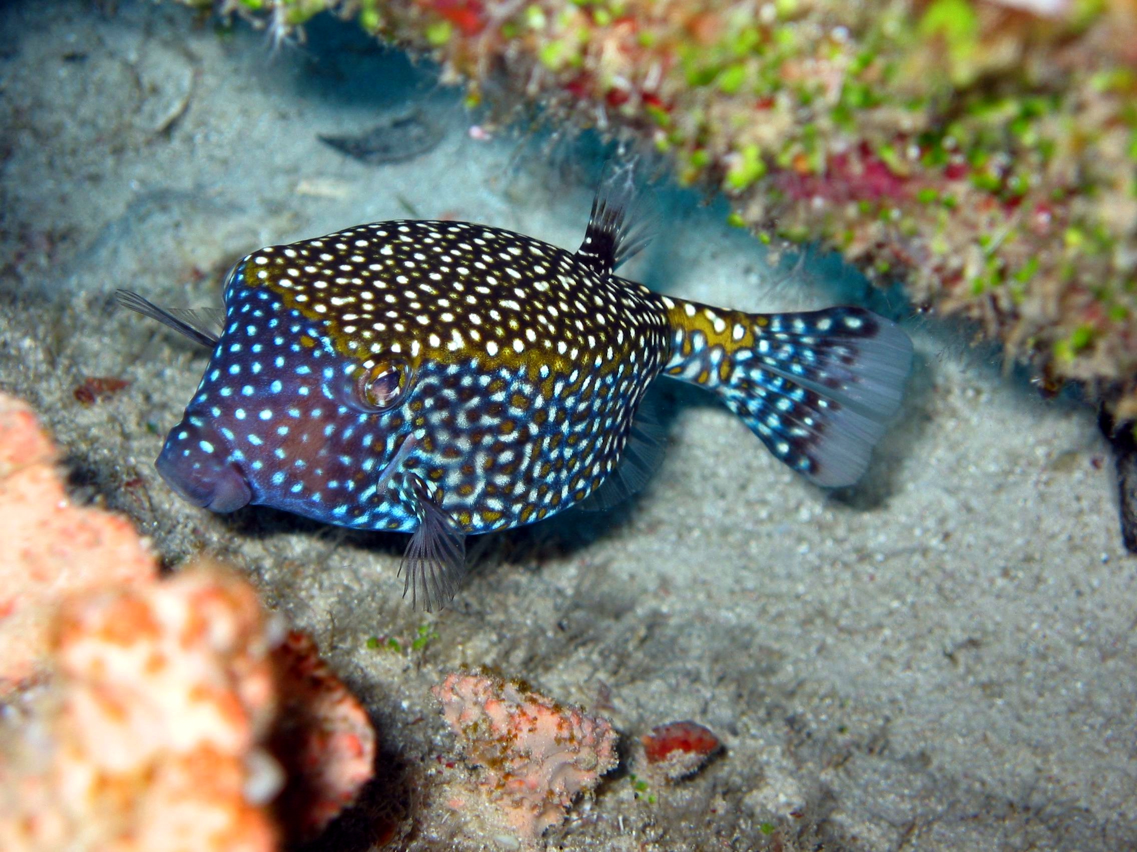 Bohol Diving - Diving Bohol