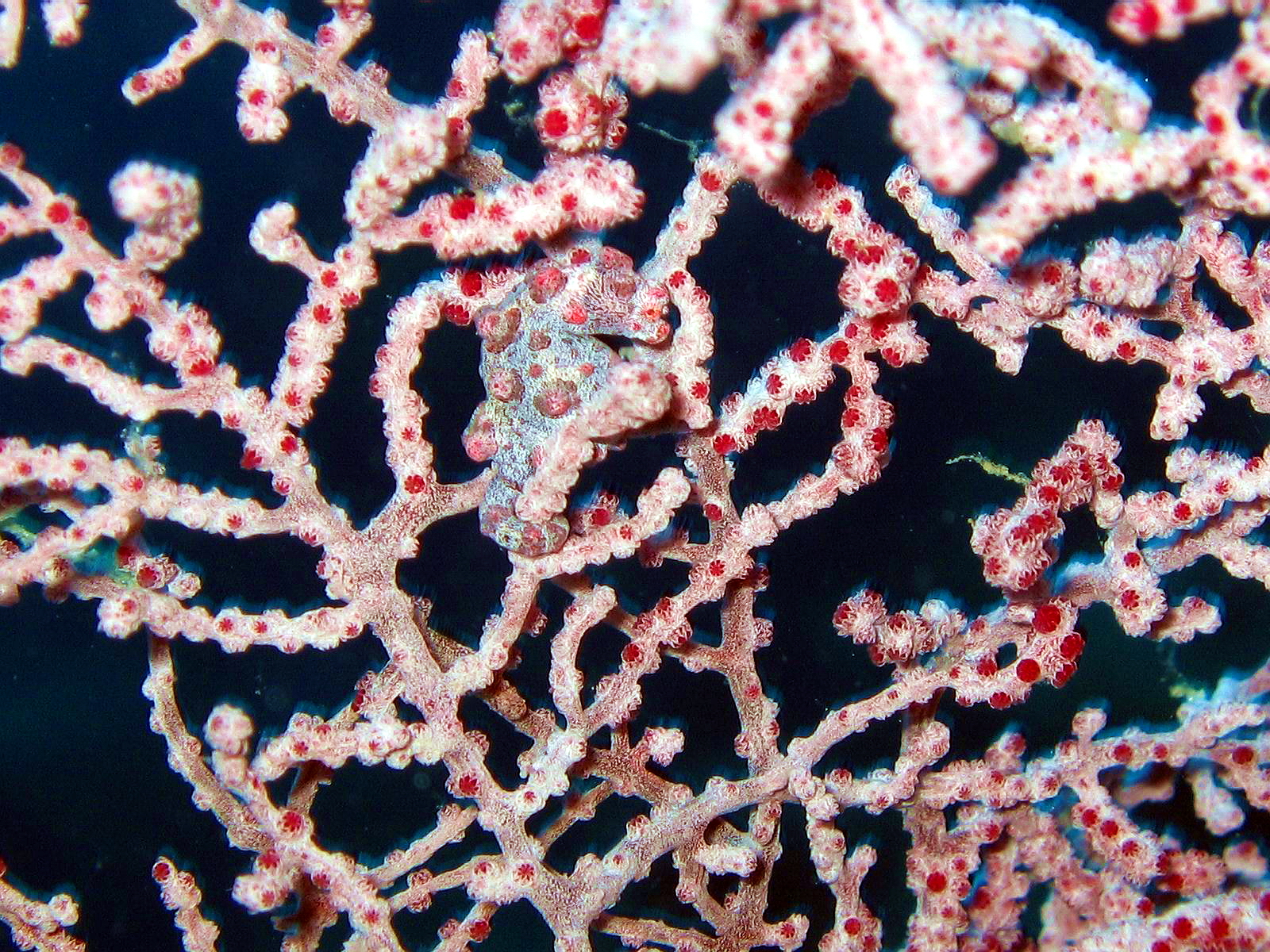 Bohol Diving - Diving Bohol