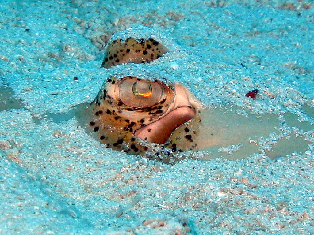 Bohol Diving - Diving Bohol