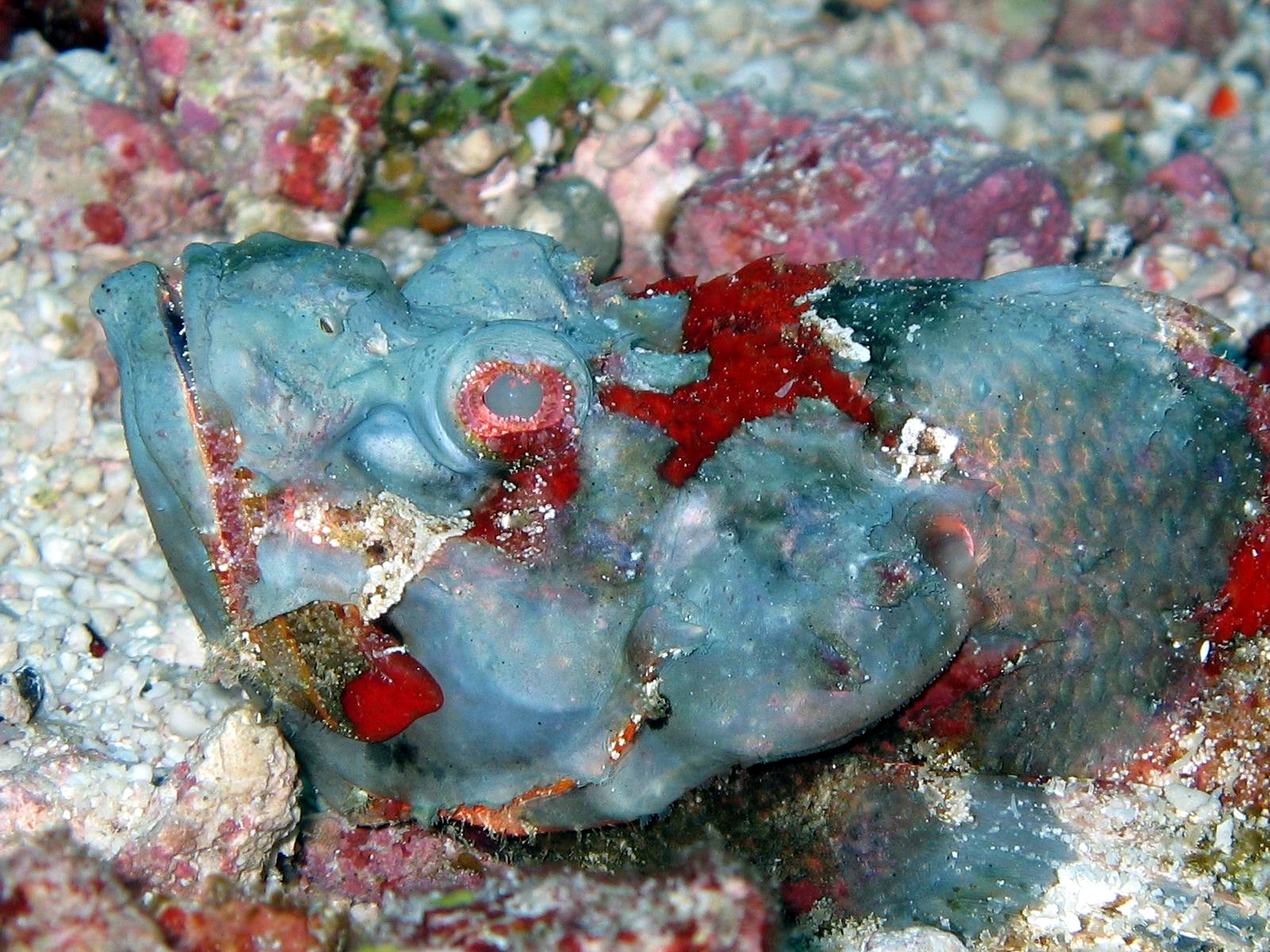 Bohol Diving - Diving Bohol