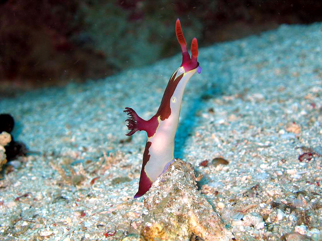 Bohol Diving - Diving Bohol