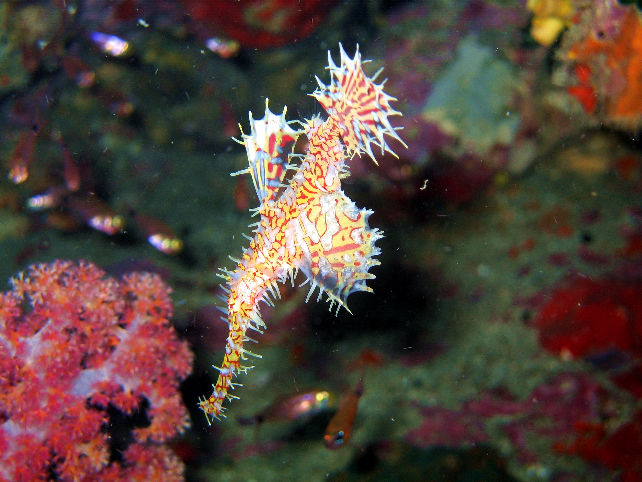 Bohol Diving - Diving Bohol