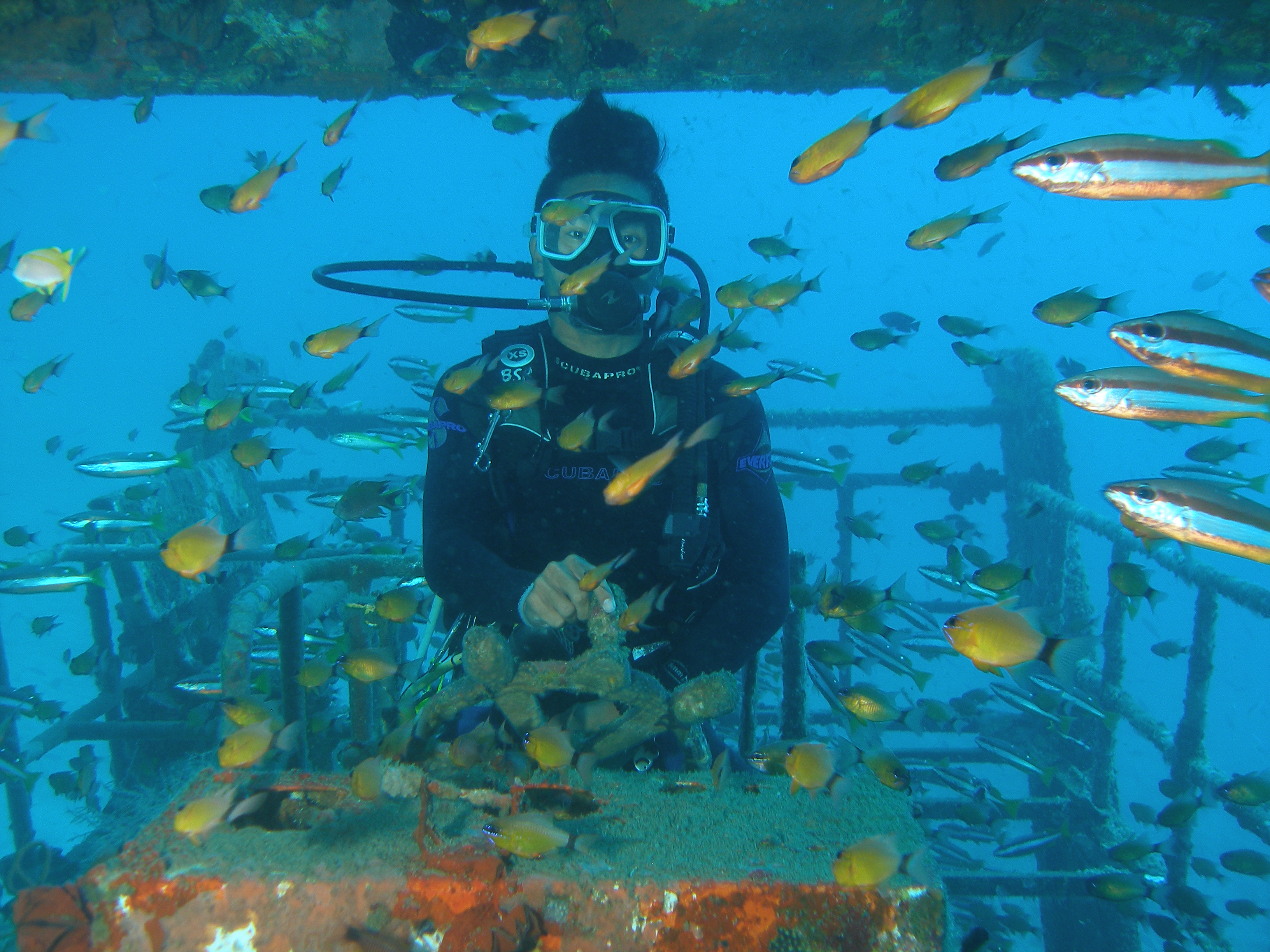 Bohol Diving - Diving Bohol